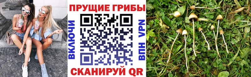 закладка Балей Галлюциногенные грибы Psilocybe
